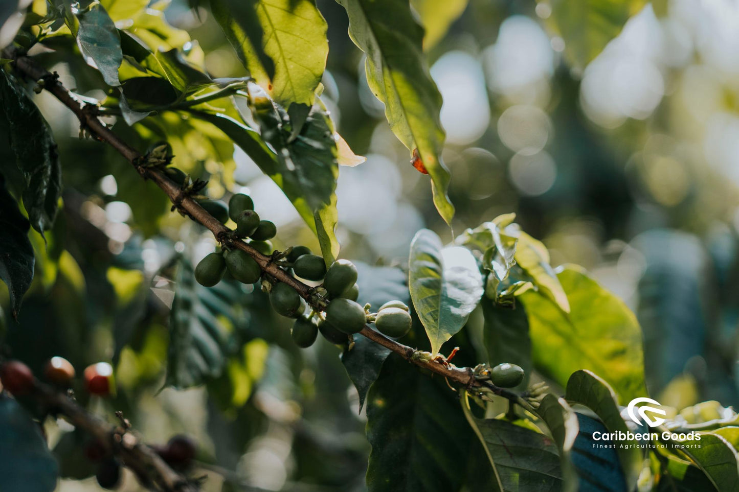 El_Socorro_cherry plant