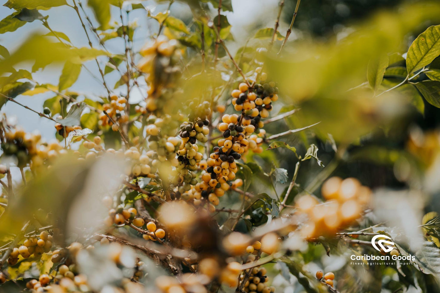 El_Socorro_cherry tree