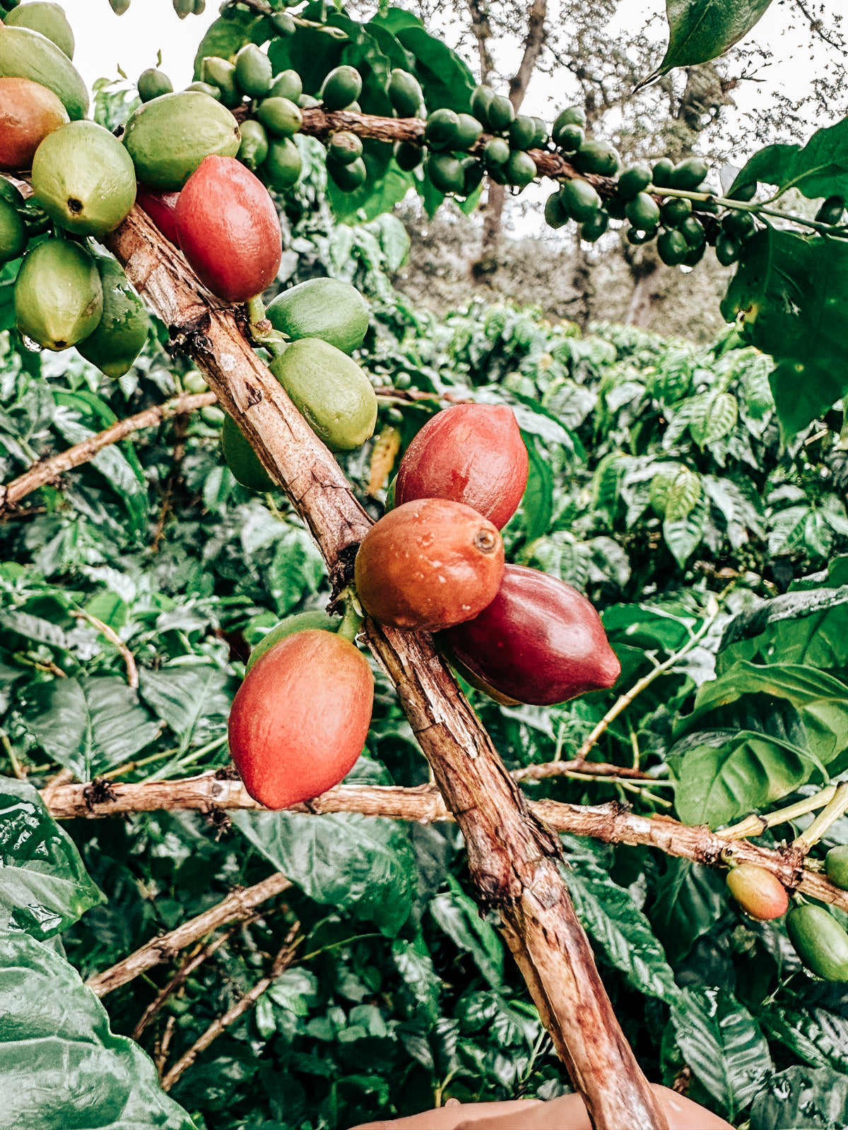 FincaPocitos coffee cherry growing