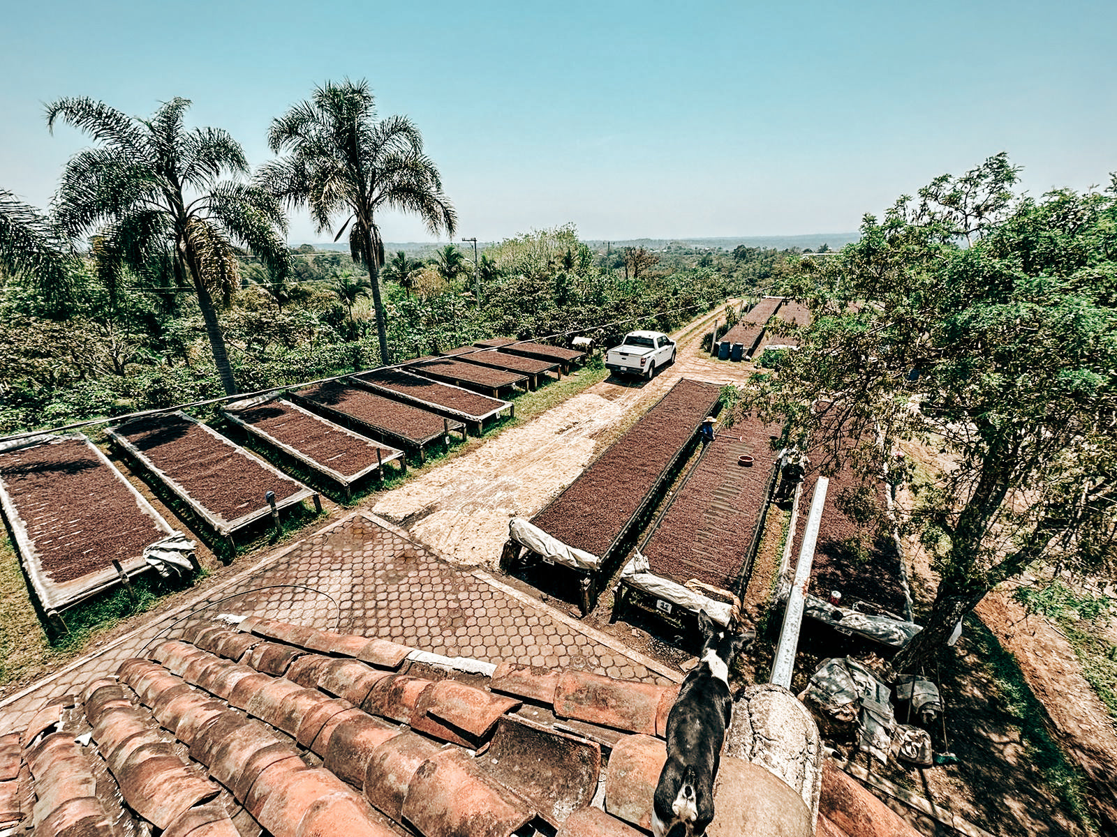 FincaPocitos coffee drying