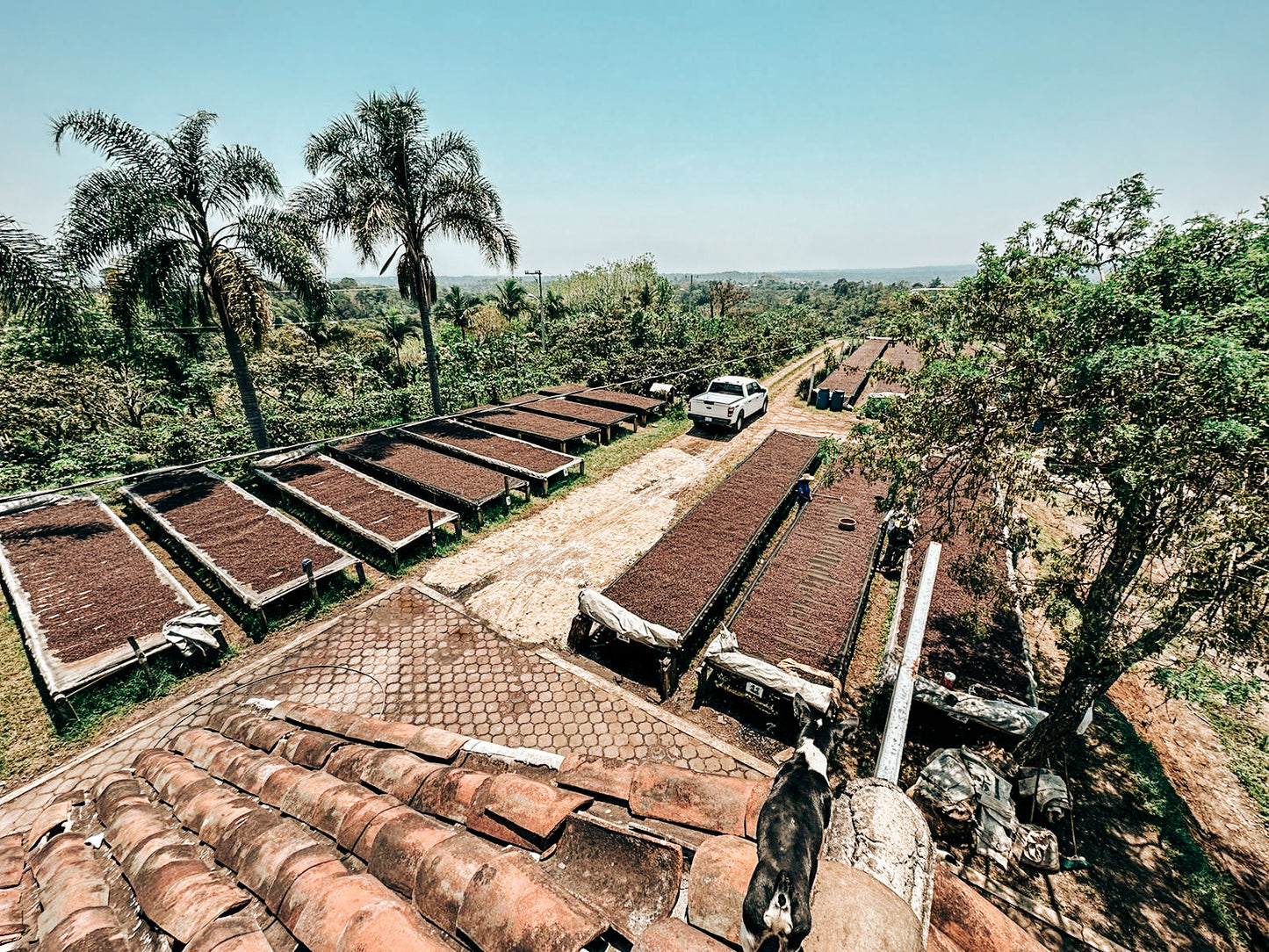 FincaPocitos coffee drying
