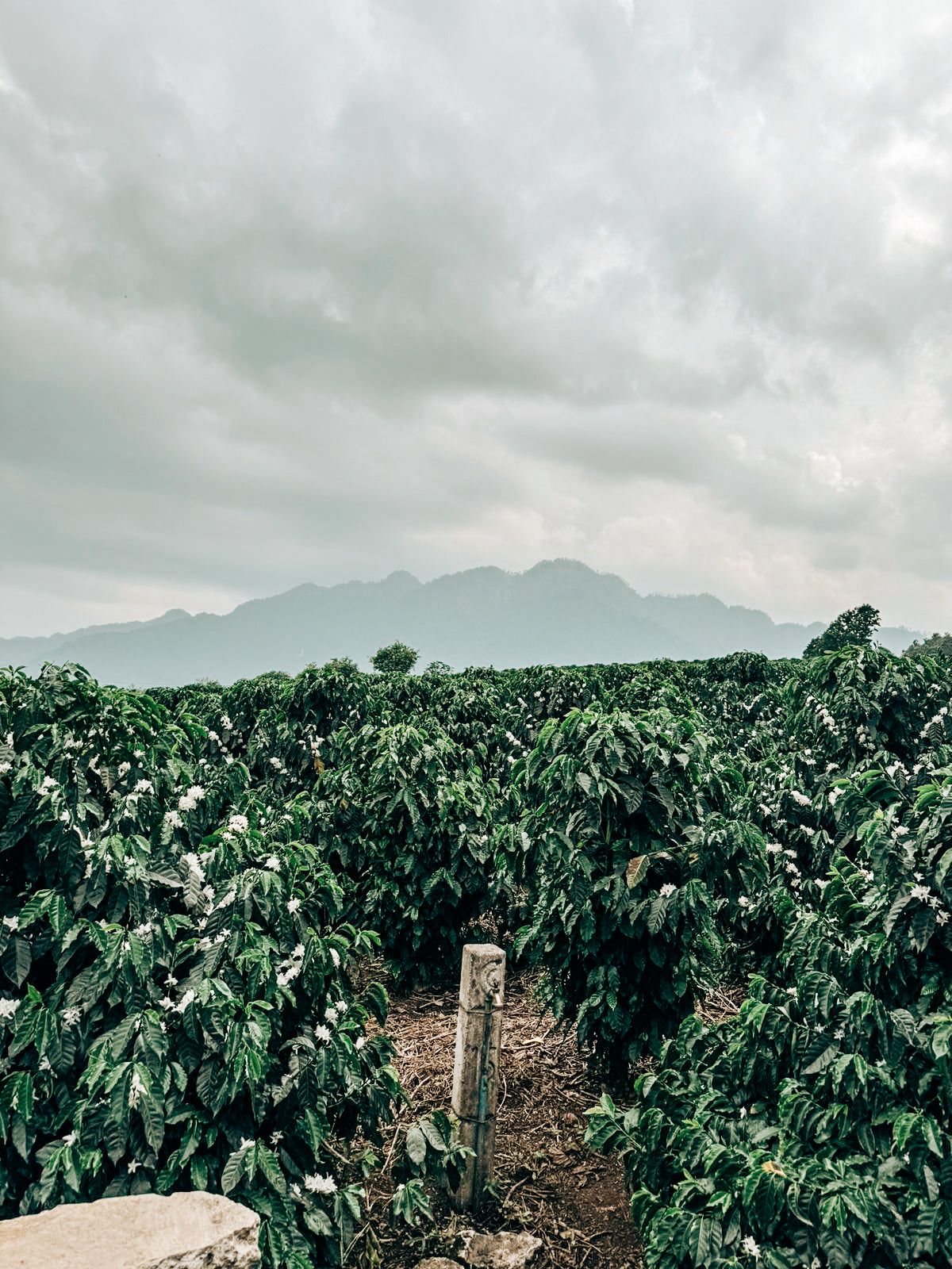 FincaPocitos coffee plants
