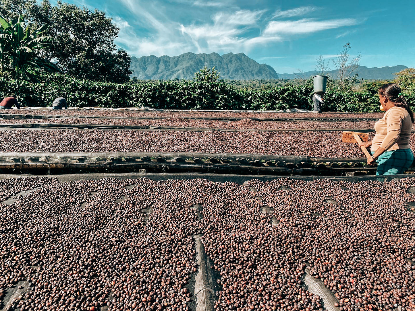FincaPocitos drying beds
