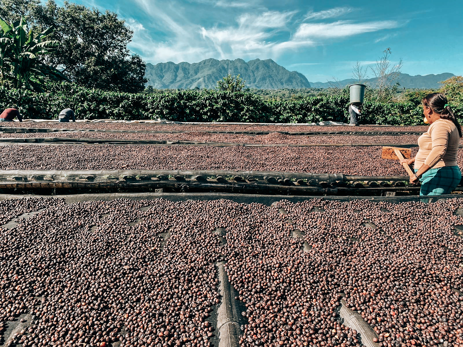 FincaPocitos drying beds