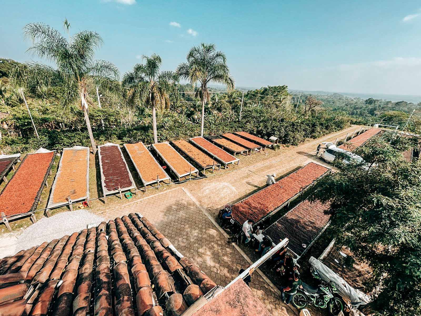FincaPocitos drying cherries