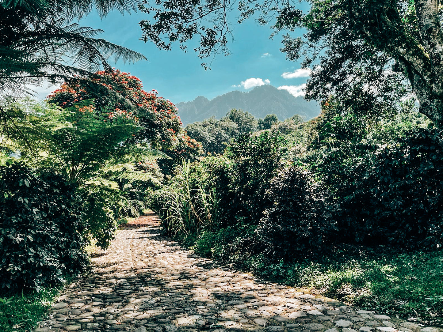 Finca_Pocitos_scenery