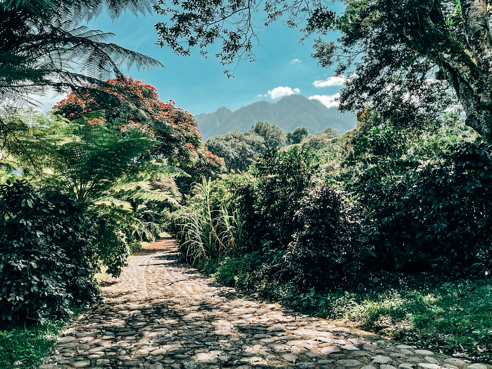 Finca_Pocitos_scenery