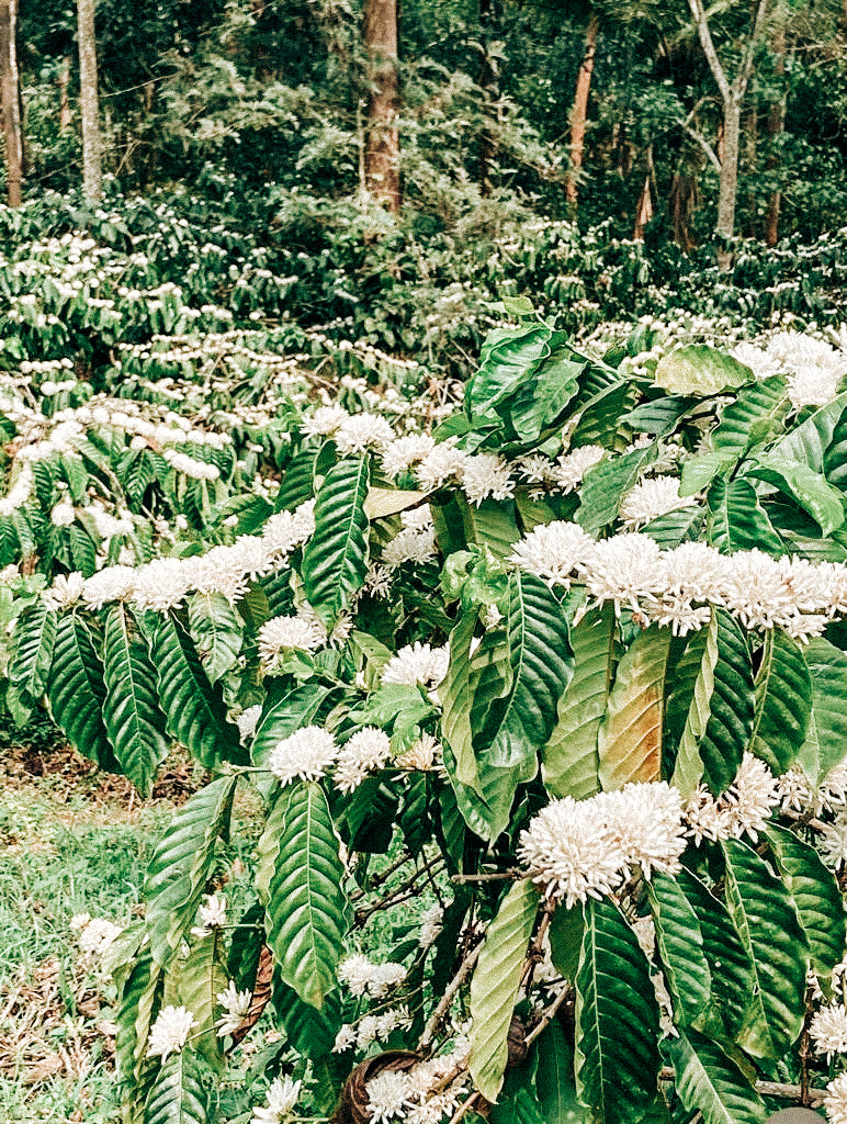 Ghattadahally_Estate__Coffee_Blossom