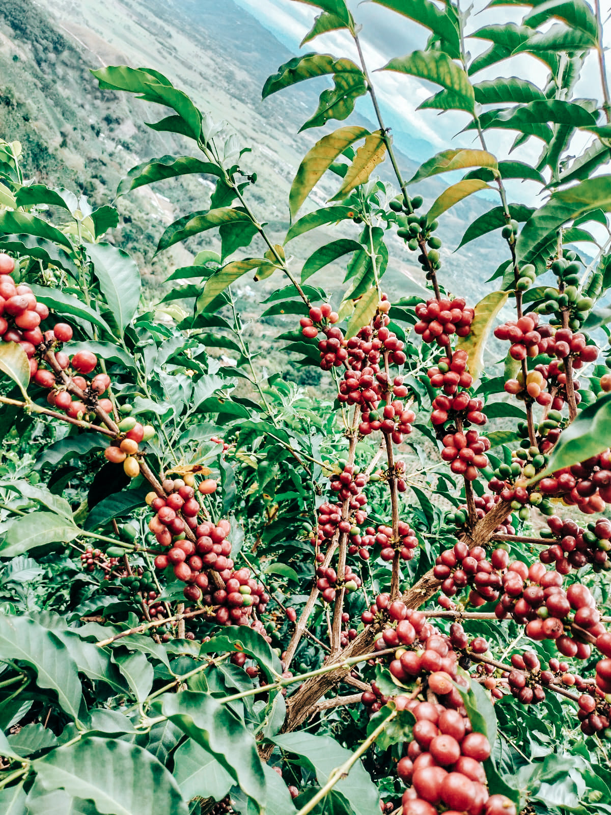 Henry Bonilla Coffee Cherries