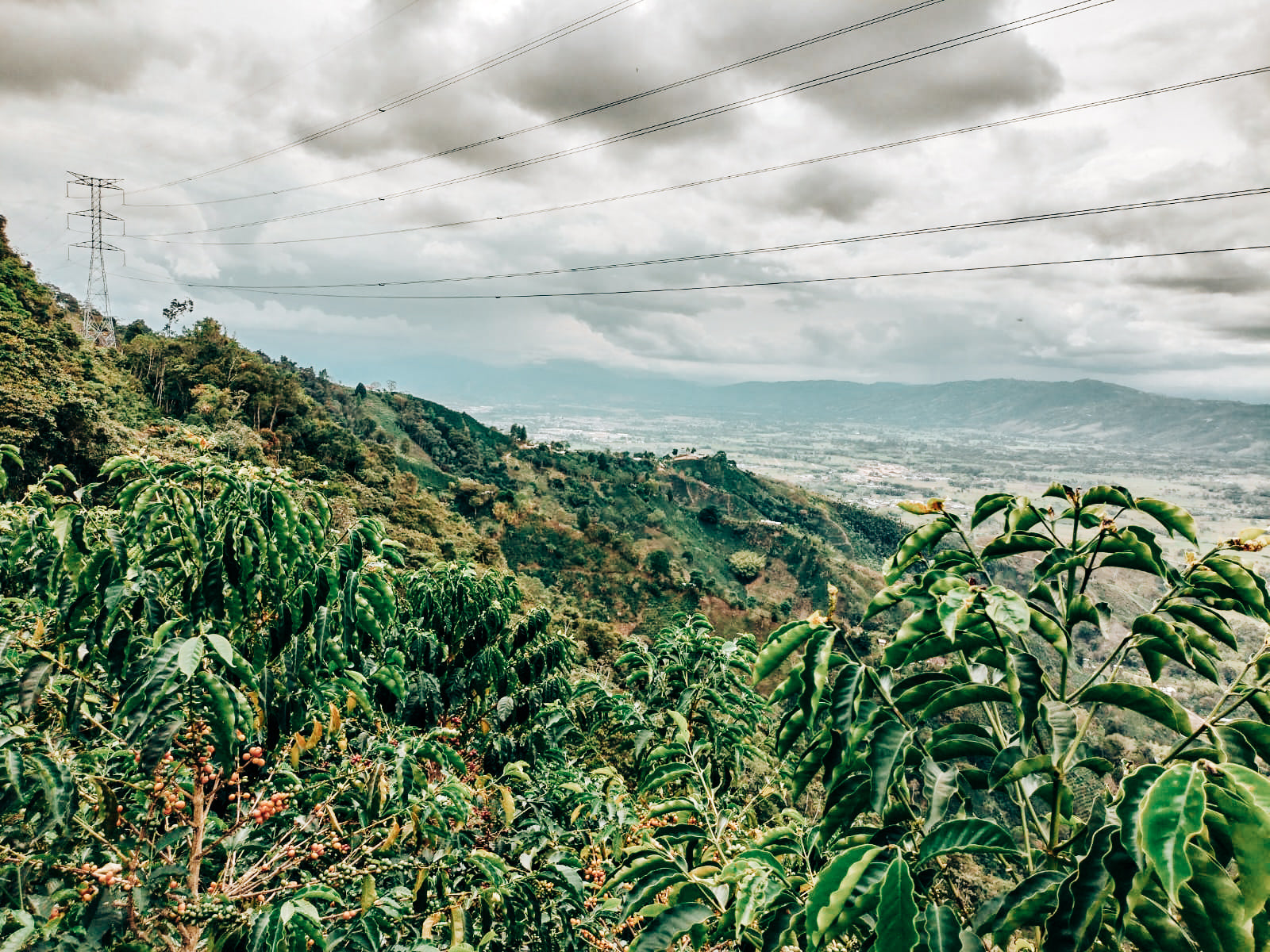 Henry Bonilla coffee plants and scenery