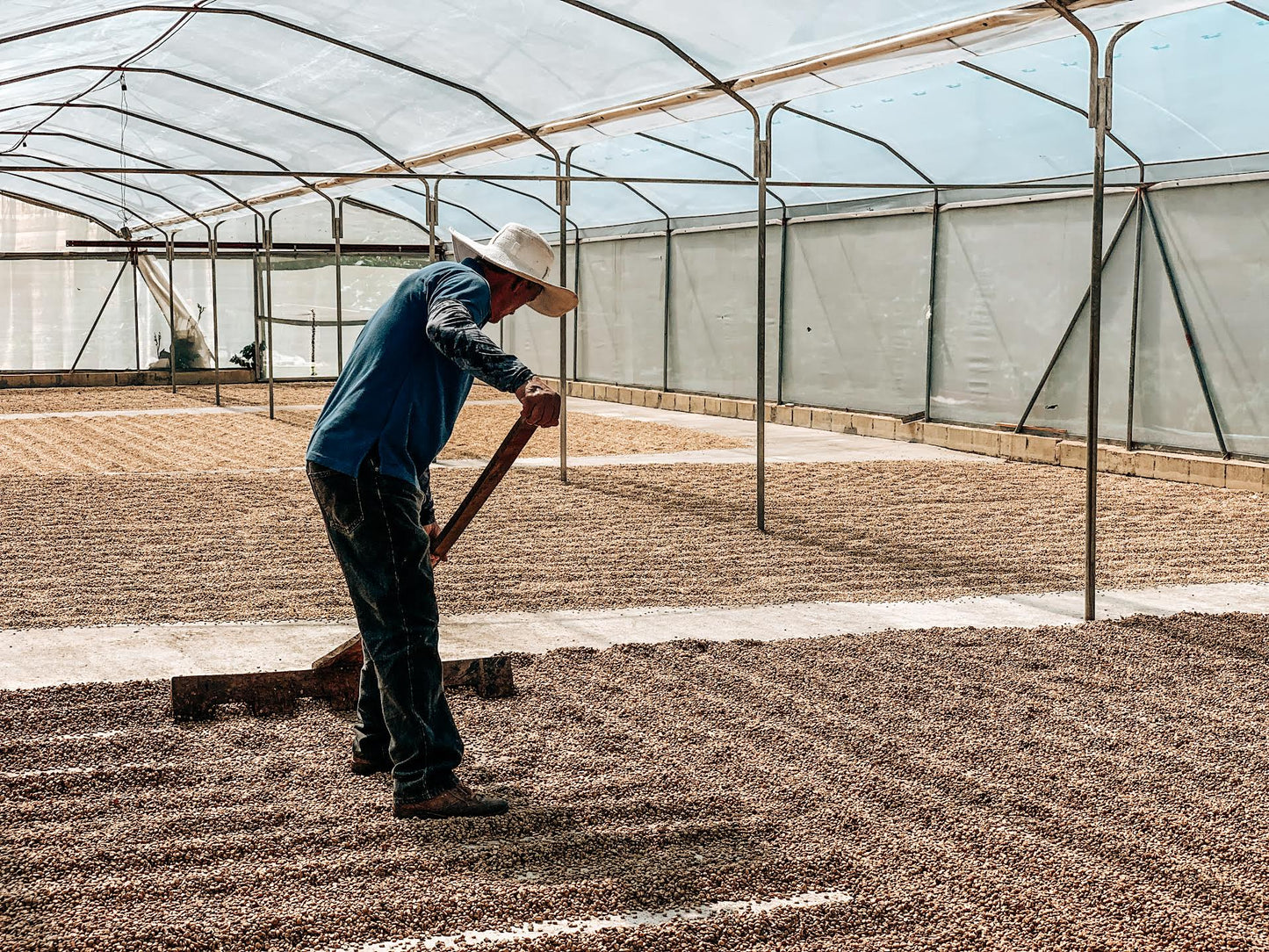 Hermanos Aguilera White Honey Pacamara drying cherries