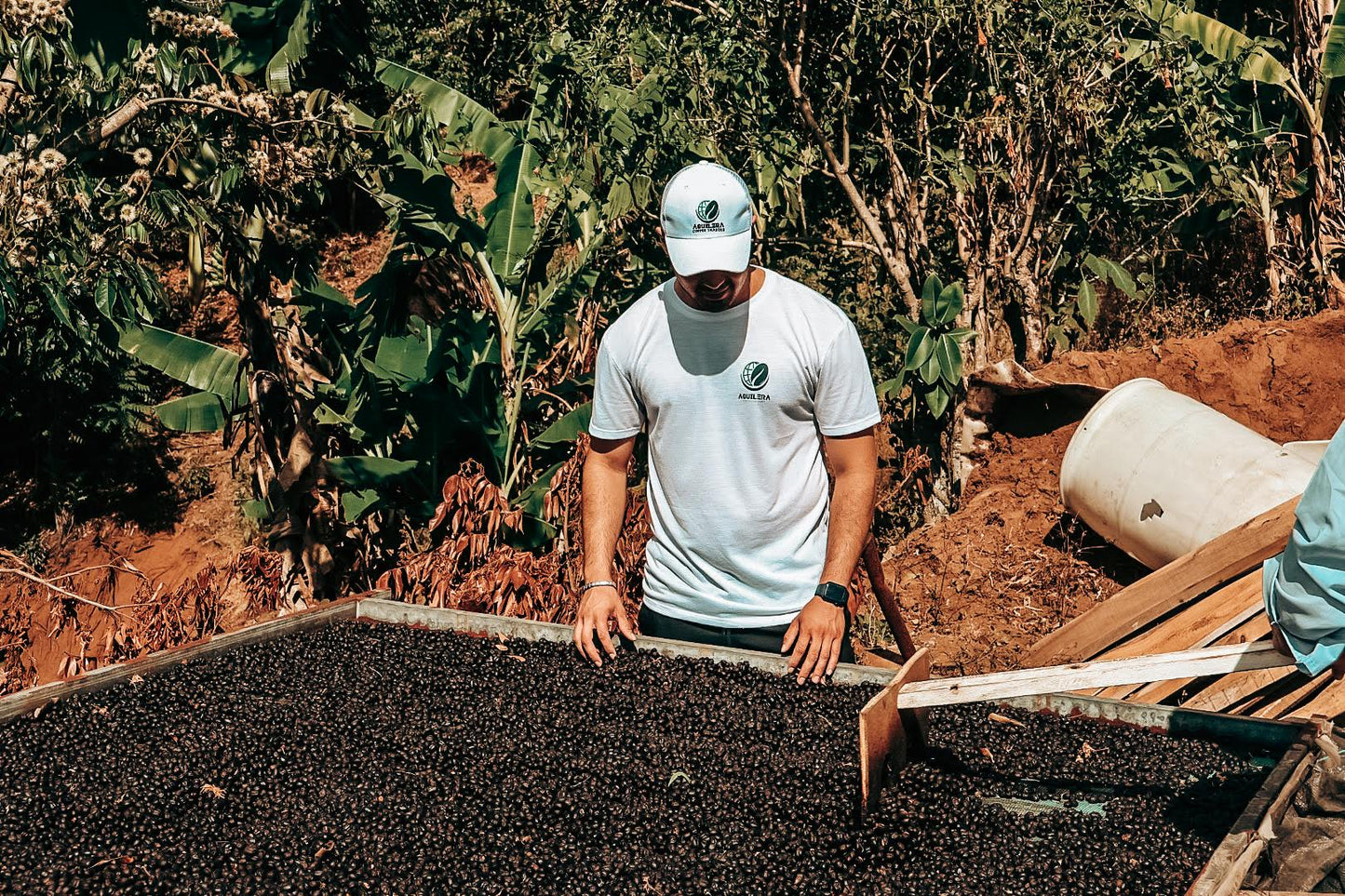 Hermanos Aguilera White Honey Pacamara raised bed cherries