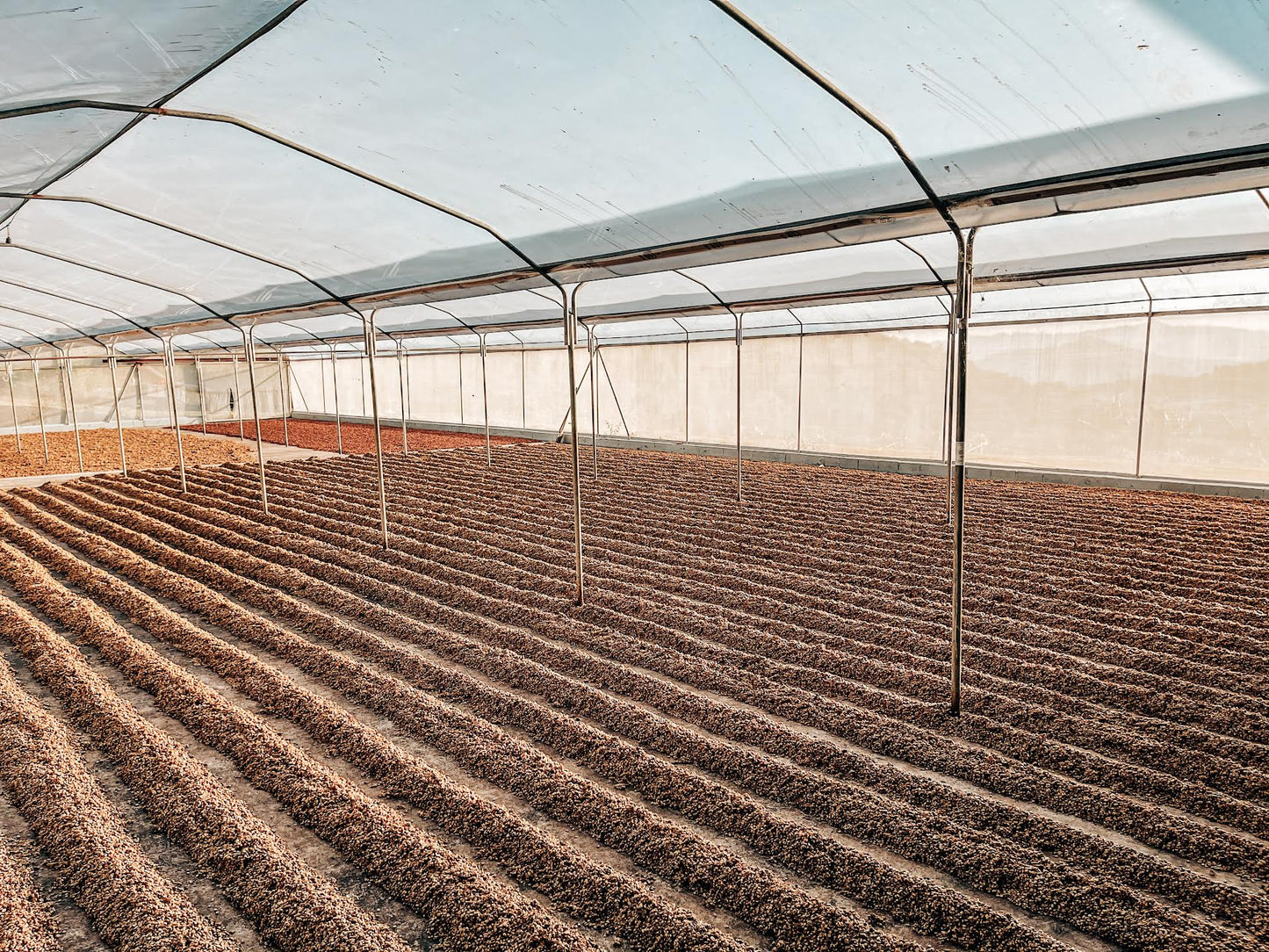 Hermanos Aguilera Yellow Honey Geisha coffee drying