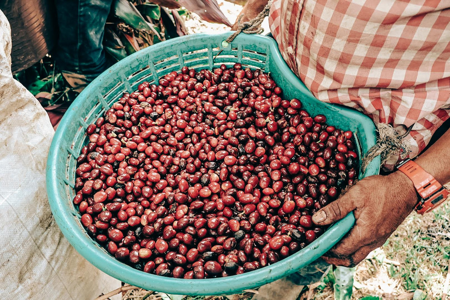Hermanos Aguilera Yellow Honey San Roque cherries