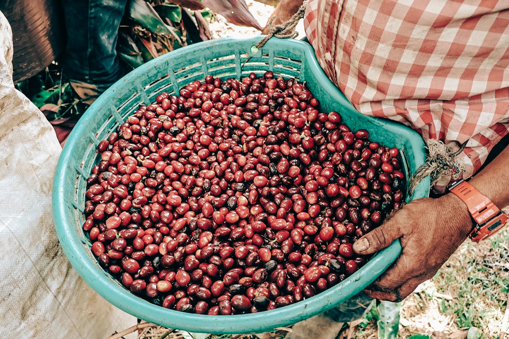 Hermanos Aguilera Yellow Honey San Roque cherries