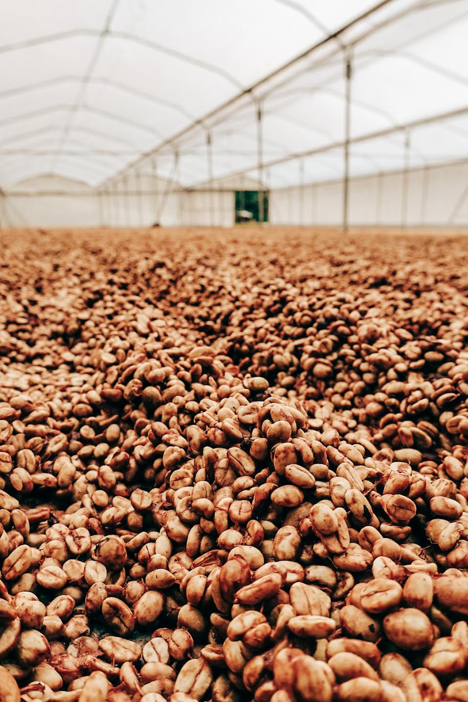 Hermanos Aguilera Yellow Honey San Roque cherries drying
