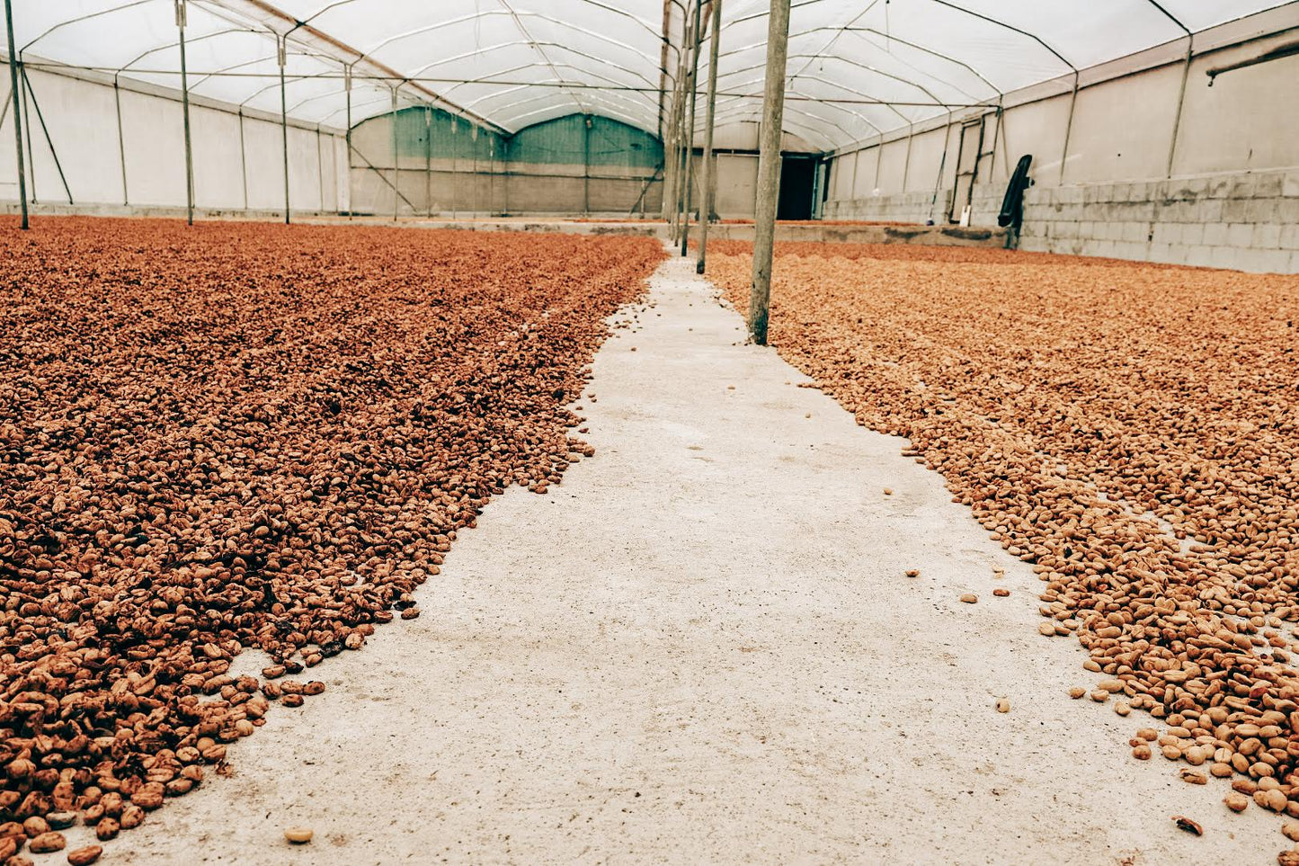 Hermanos Aguileras White Honey Milenio drying cherries
