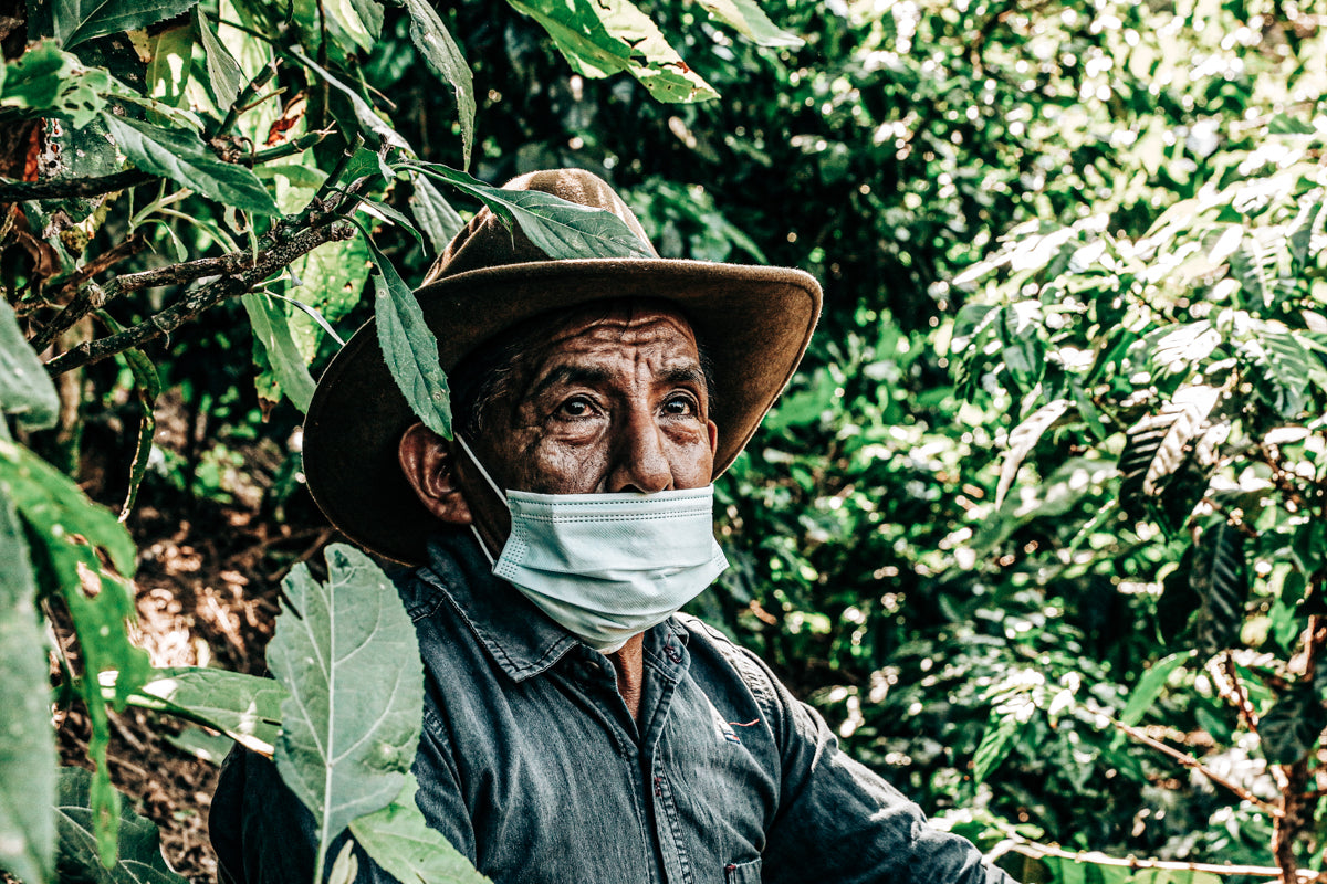 Guatemalan Green Coffee Producer Images