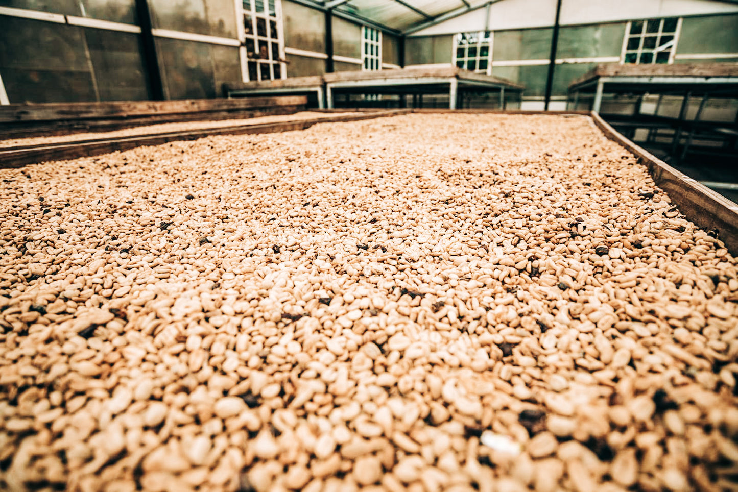 Lérida Coffee Estate - SL34 Natural