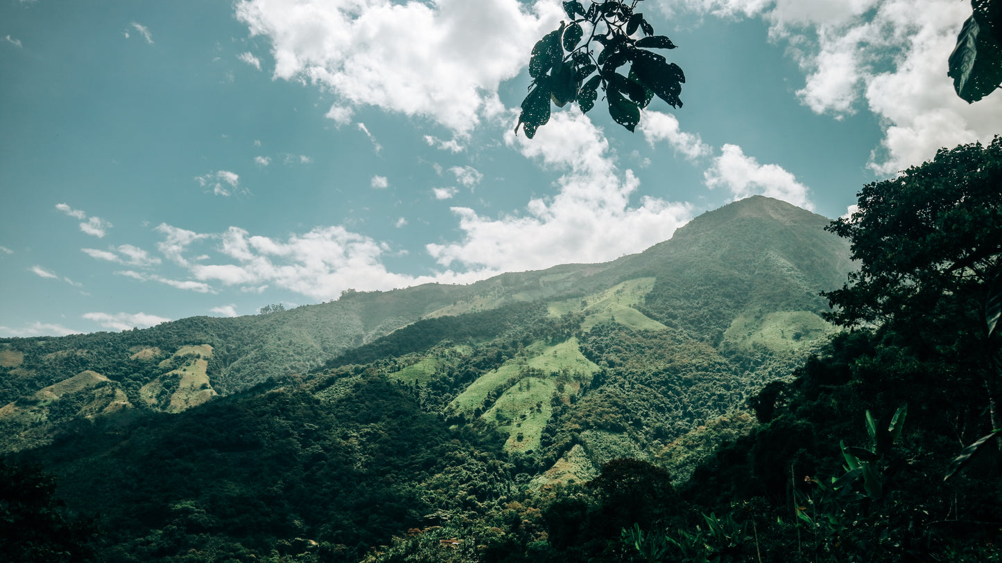 Makicuna Blend