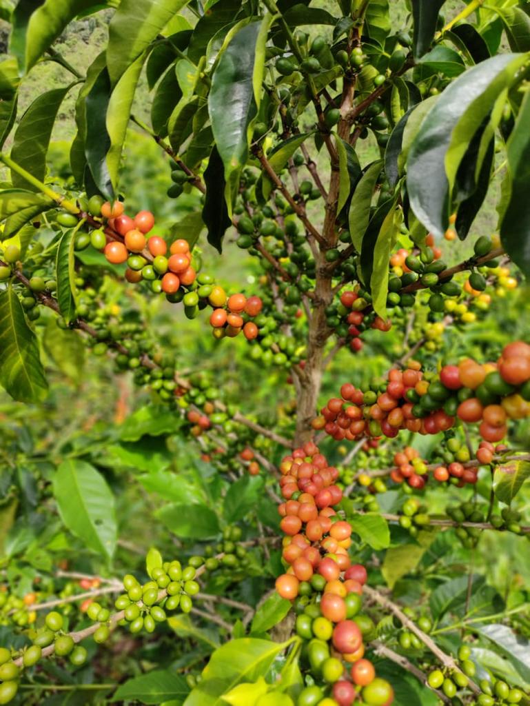 Mystery Colombian Coffee