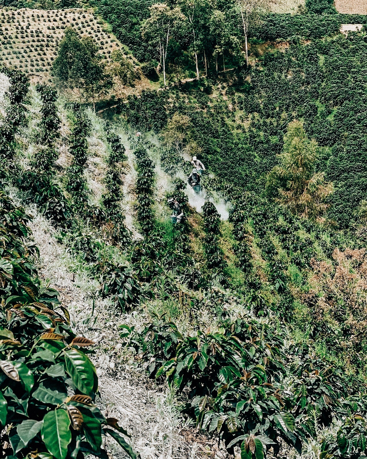 Mystery Colombian Coffee