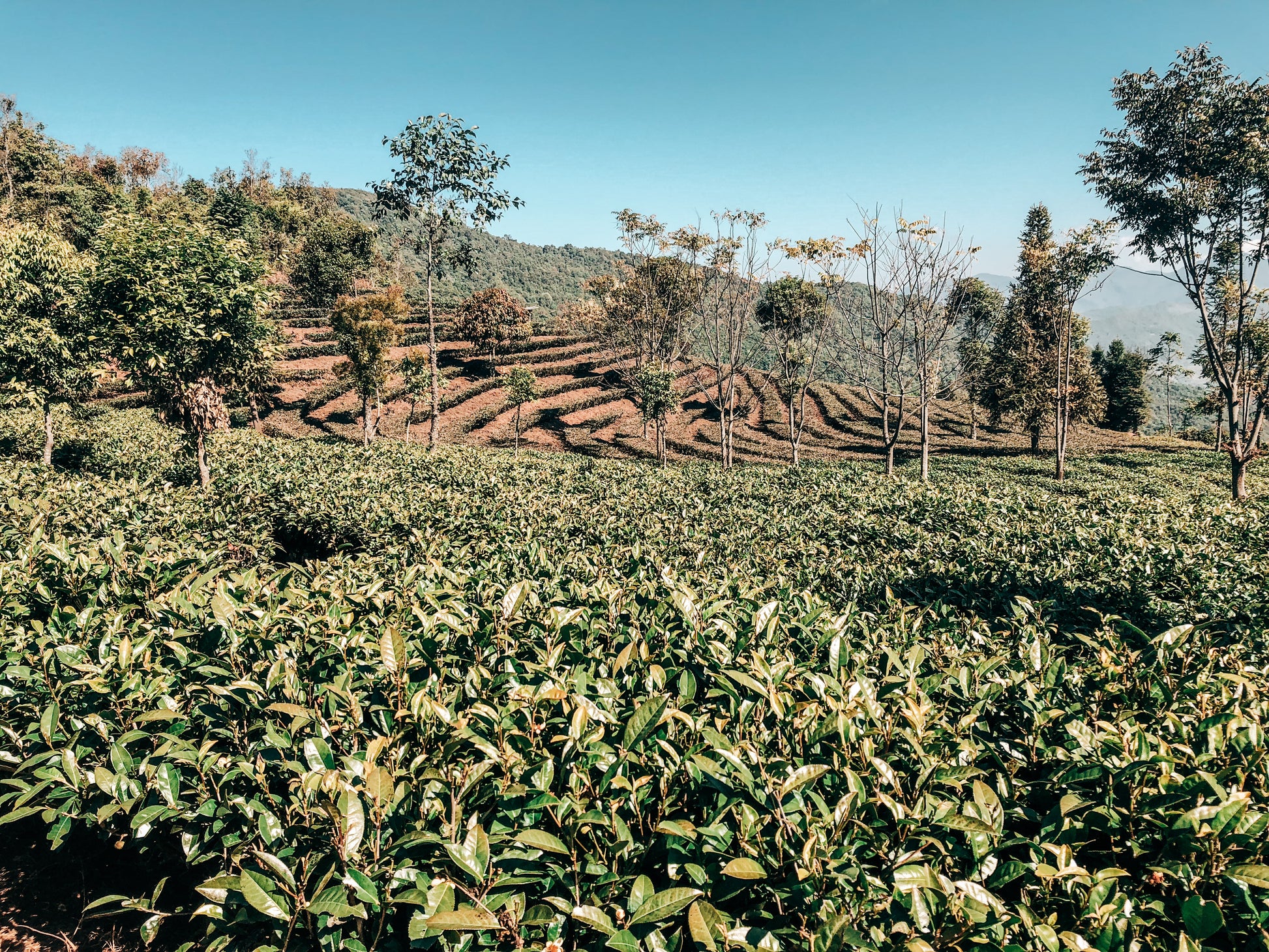 Kalsada coffee fields
