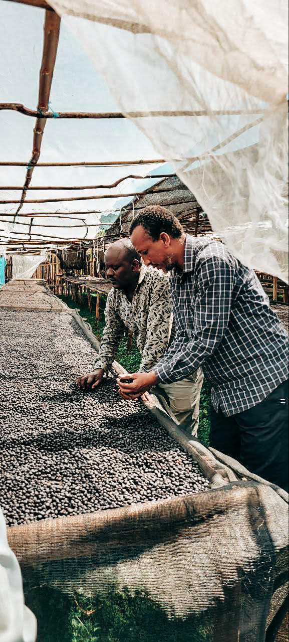 Kedamasa sorting cherries