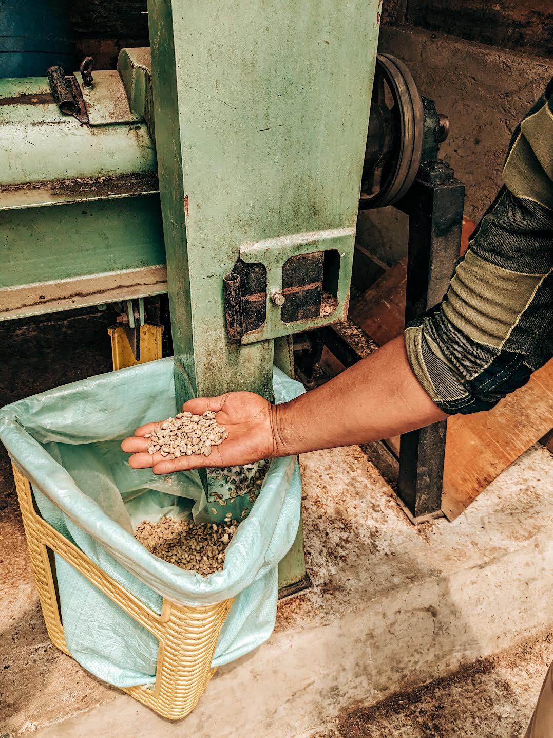 Kerinci Sumatra bagging cherries