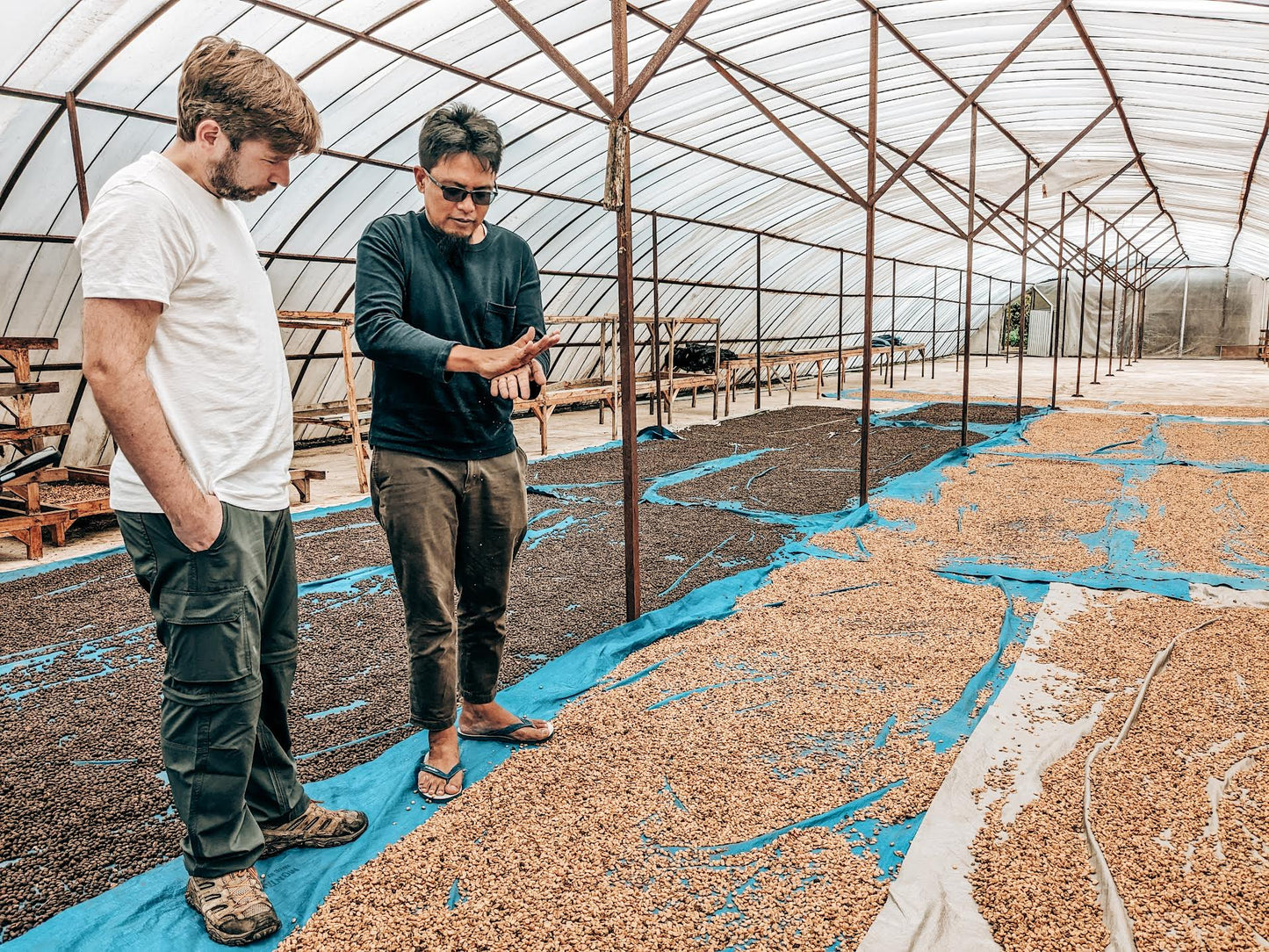 Kerinci Sumatra drying cherries