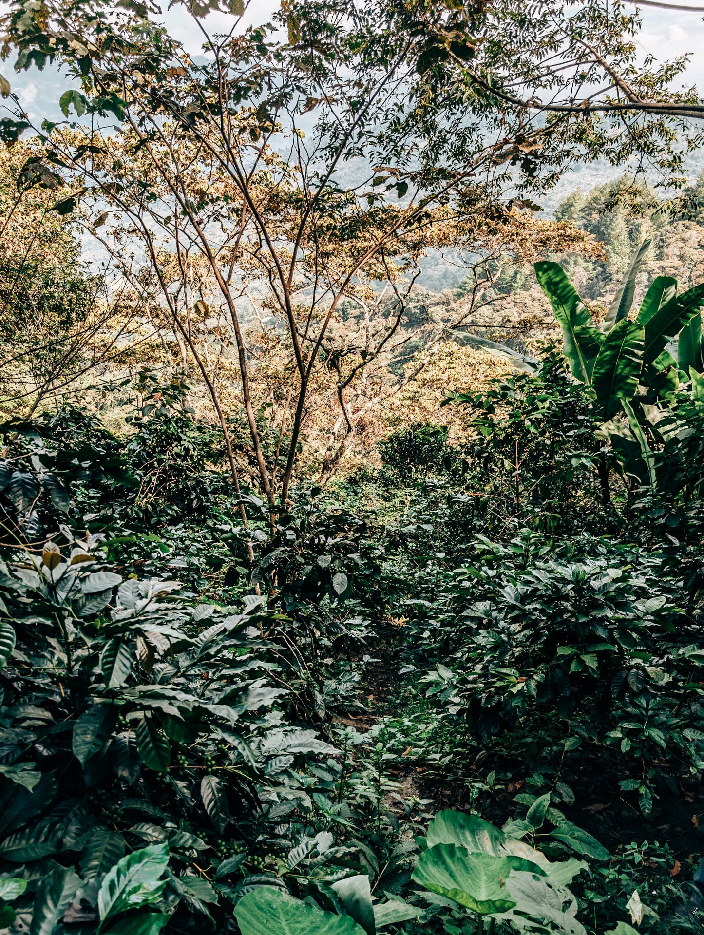 MW Decaf trees