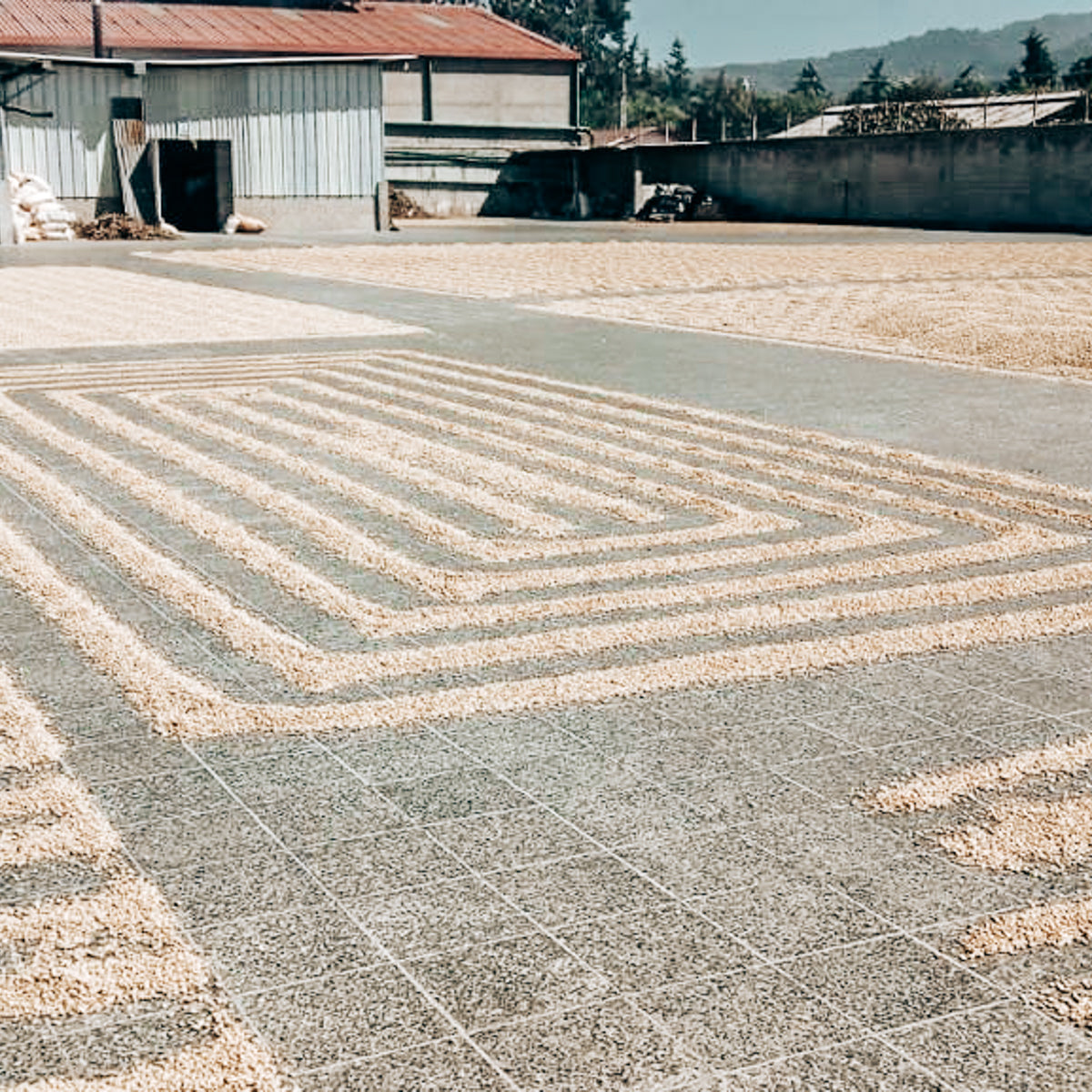Finca Medina Honey