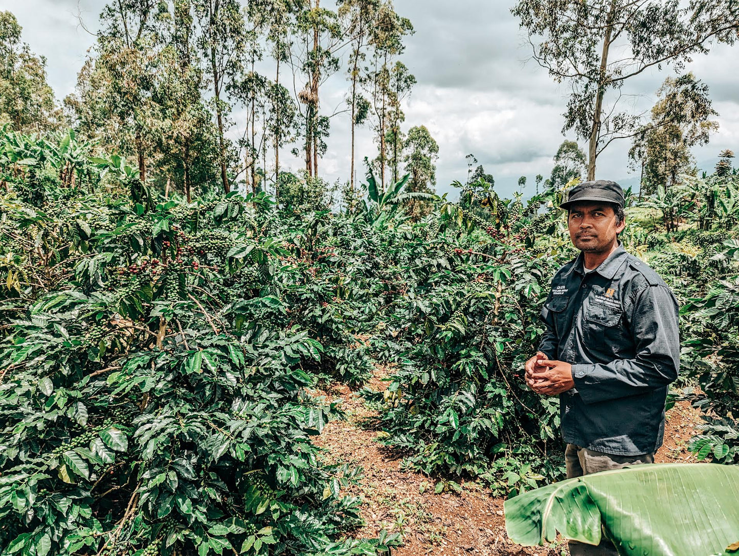 Natural Cipaganti Bagging Coffee