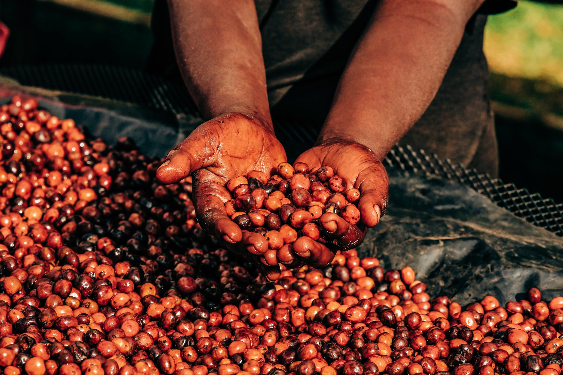 Natural Duwancho holding cherries