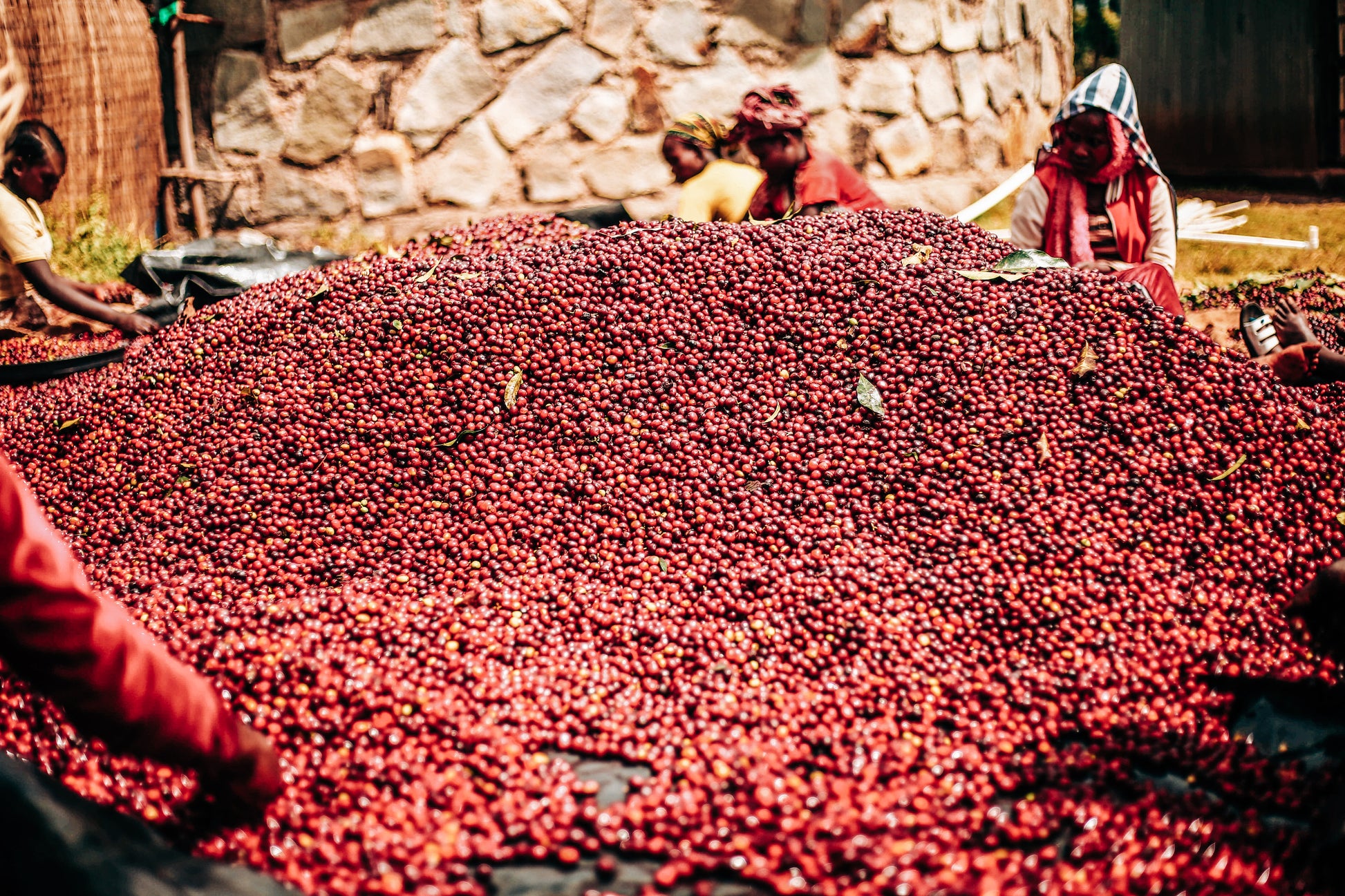 Natural Duwancho sorting cherries