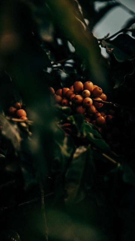 Rocala Carbonic Maceration