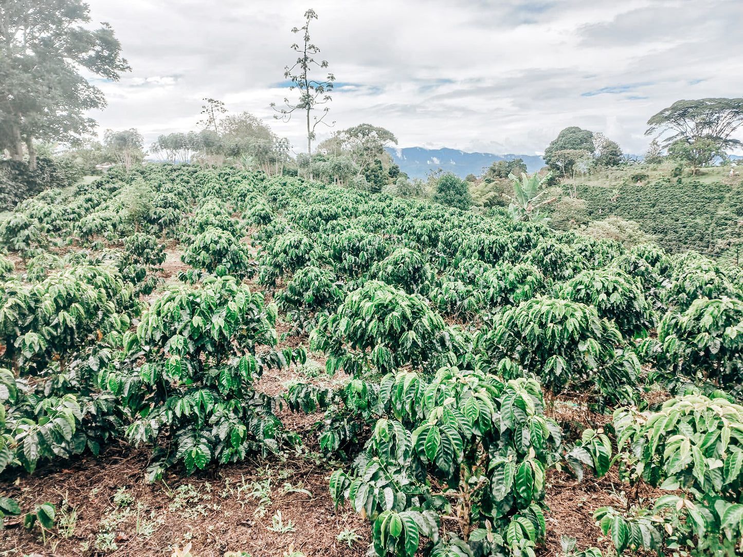Mystery Colombian Coffee