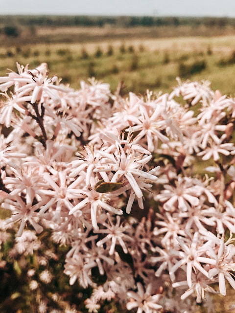 Natural Racemosa