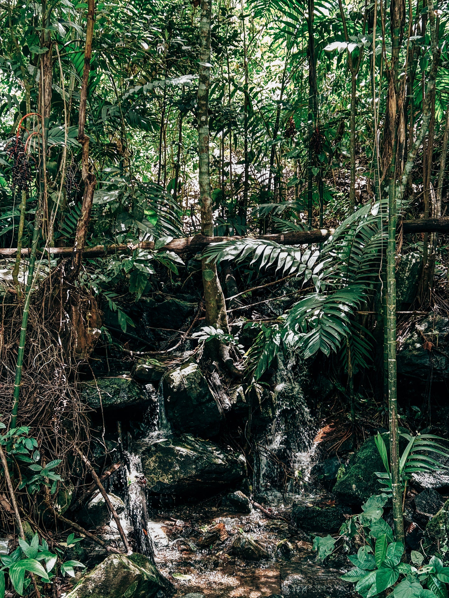 PlanLibertad_BeneficioEdelmira-forest