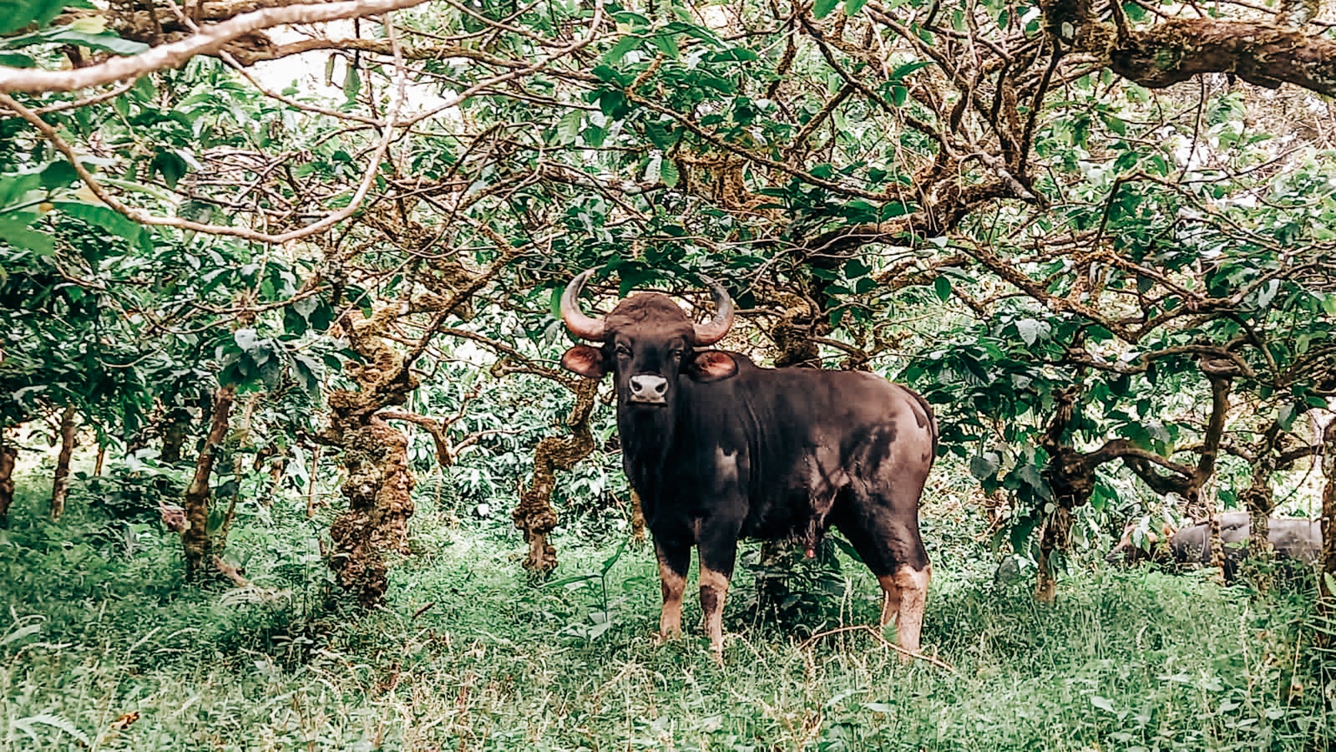 Sai Ashirwad Bison