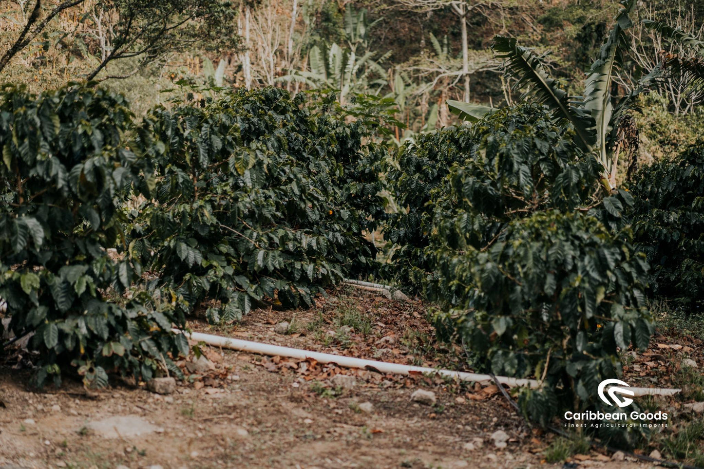 Santa_Ana_and_Amatillo_coffee trees