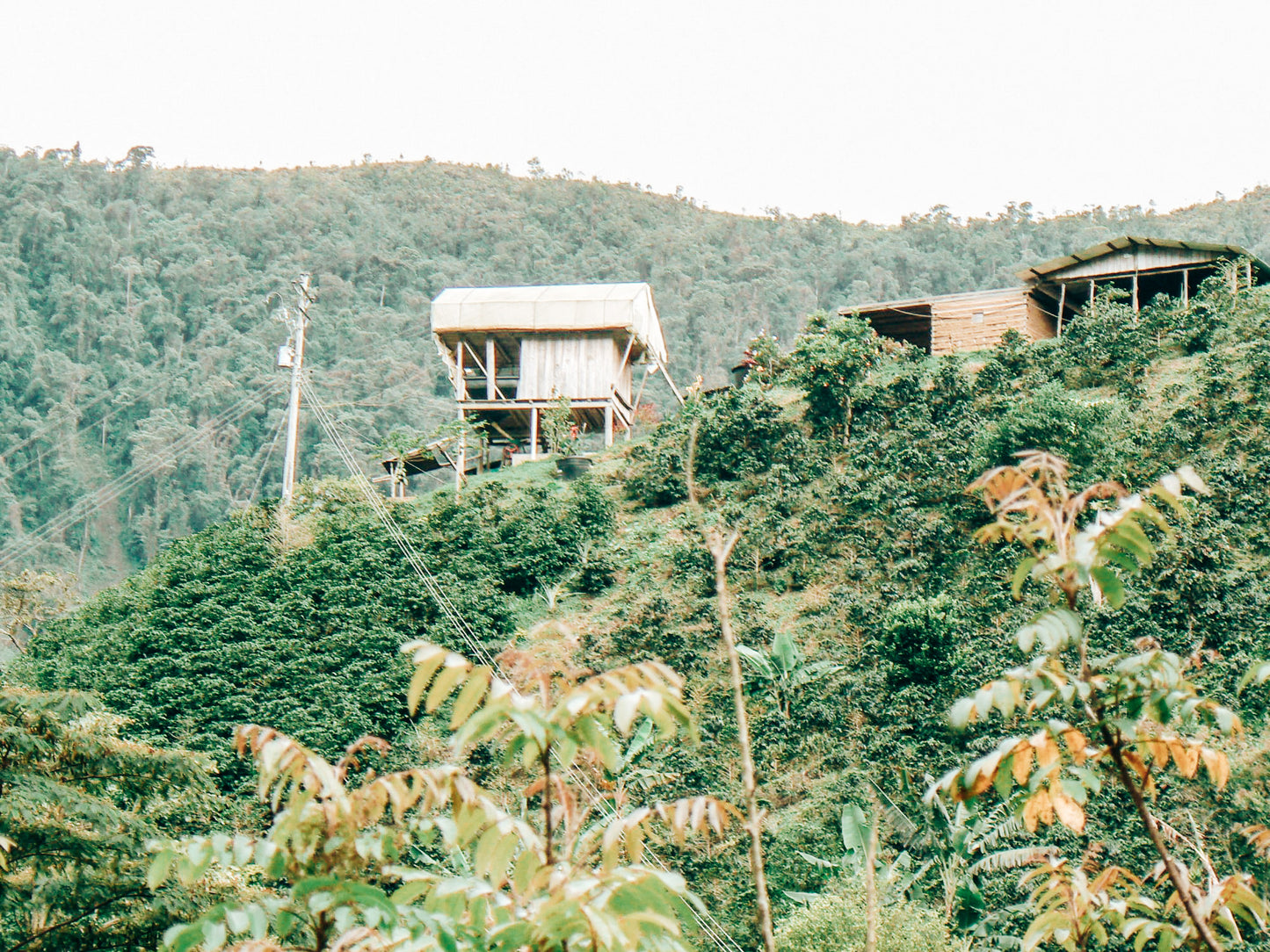 The Green Collection - Scenery