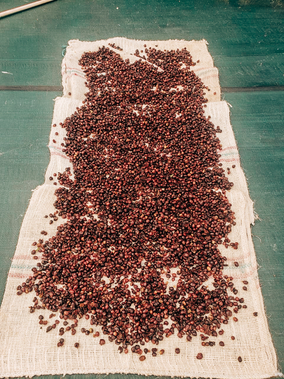 The Green Collection - drying cherries