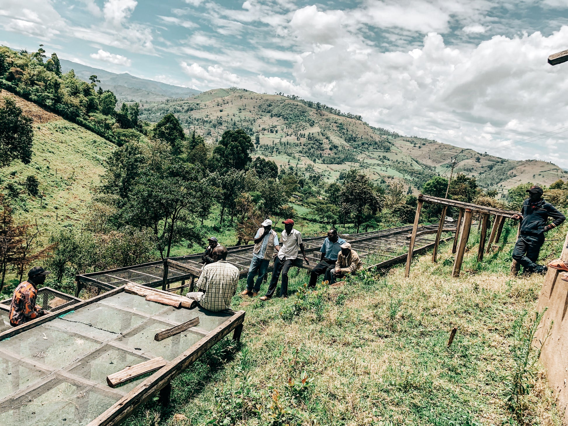 Washed Rongo raised beds