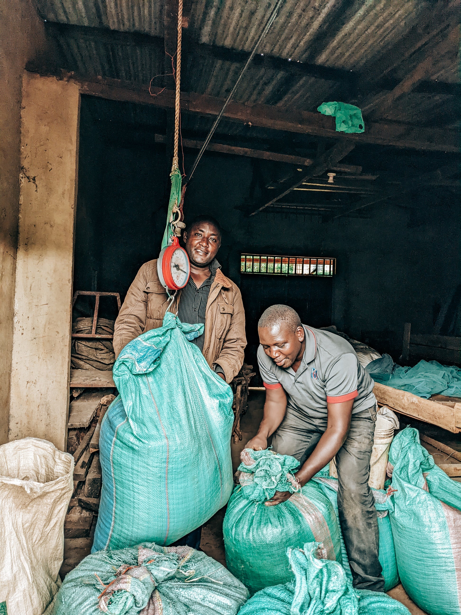 Washed Rongo weighing coffee