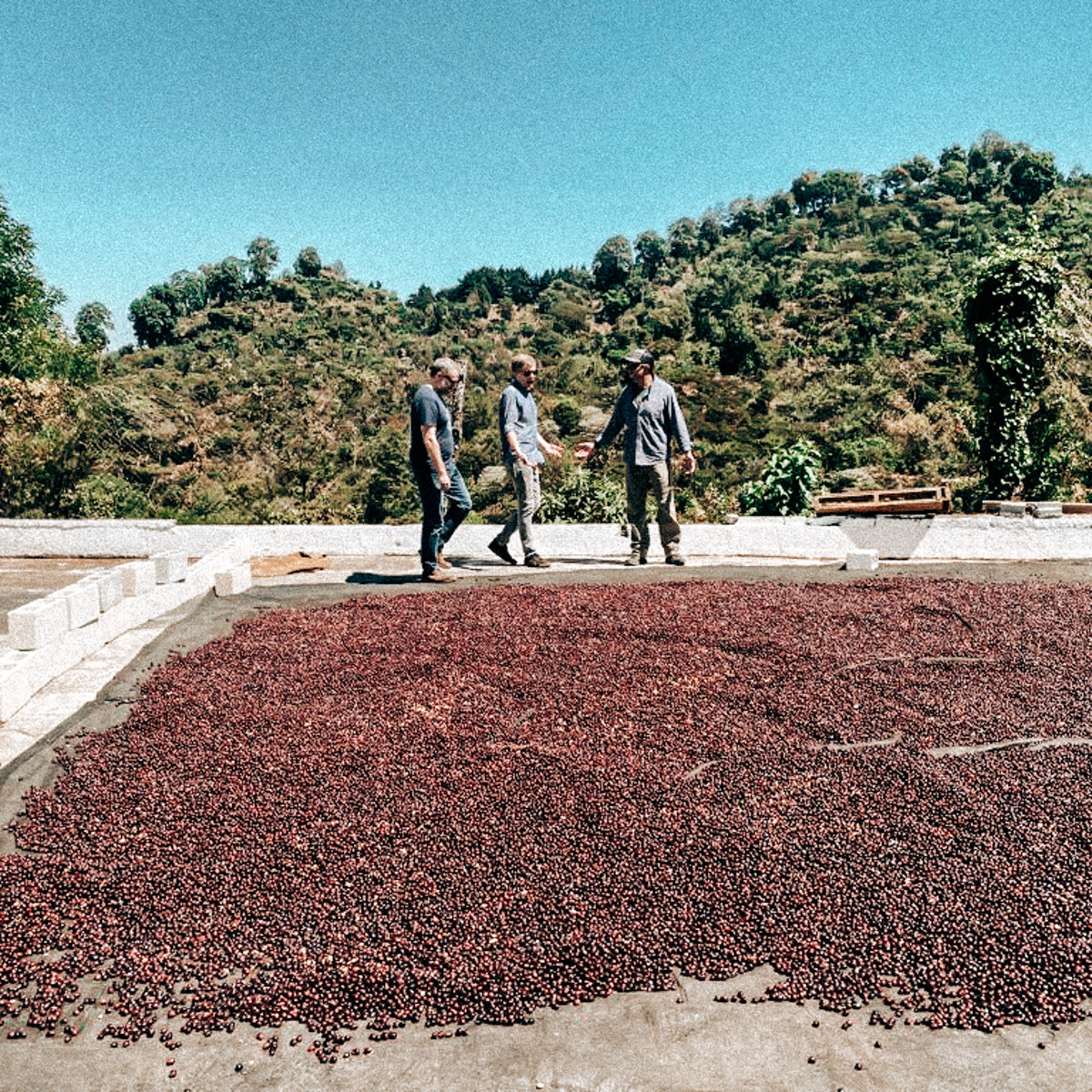Finca Amatillo