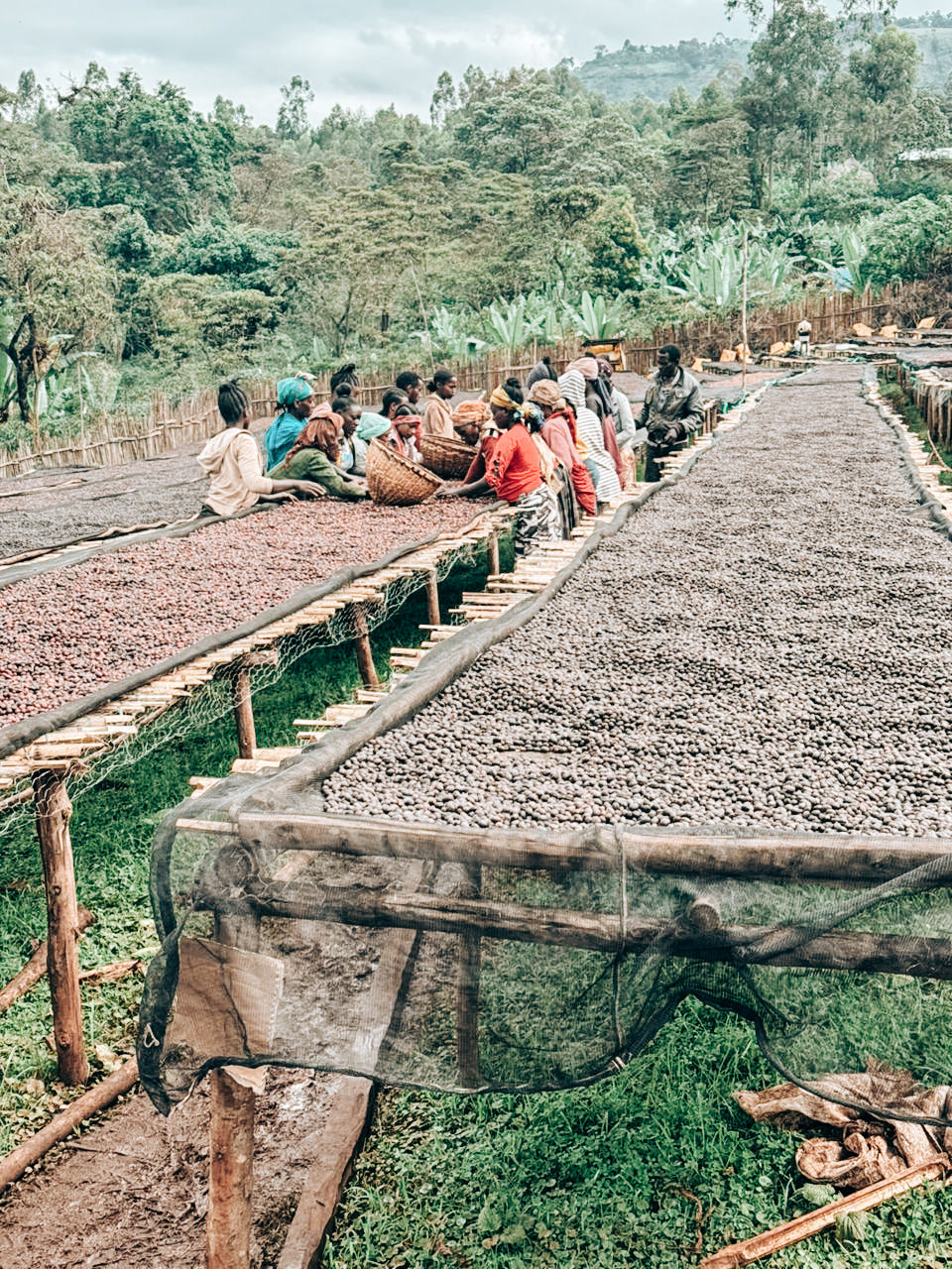 Bekele Balaycho Natural