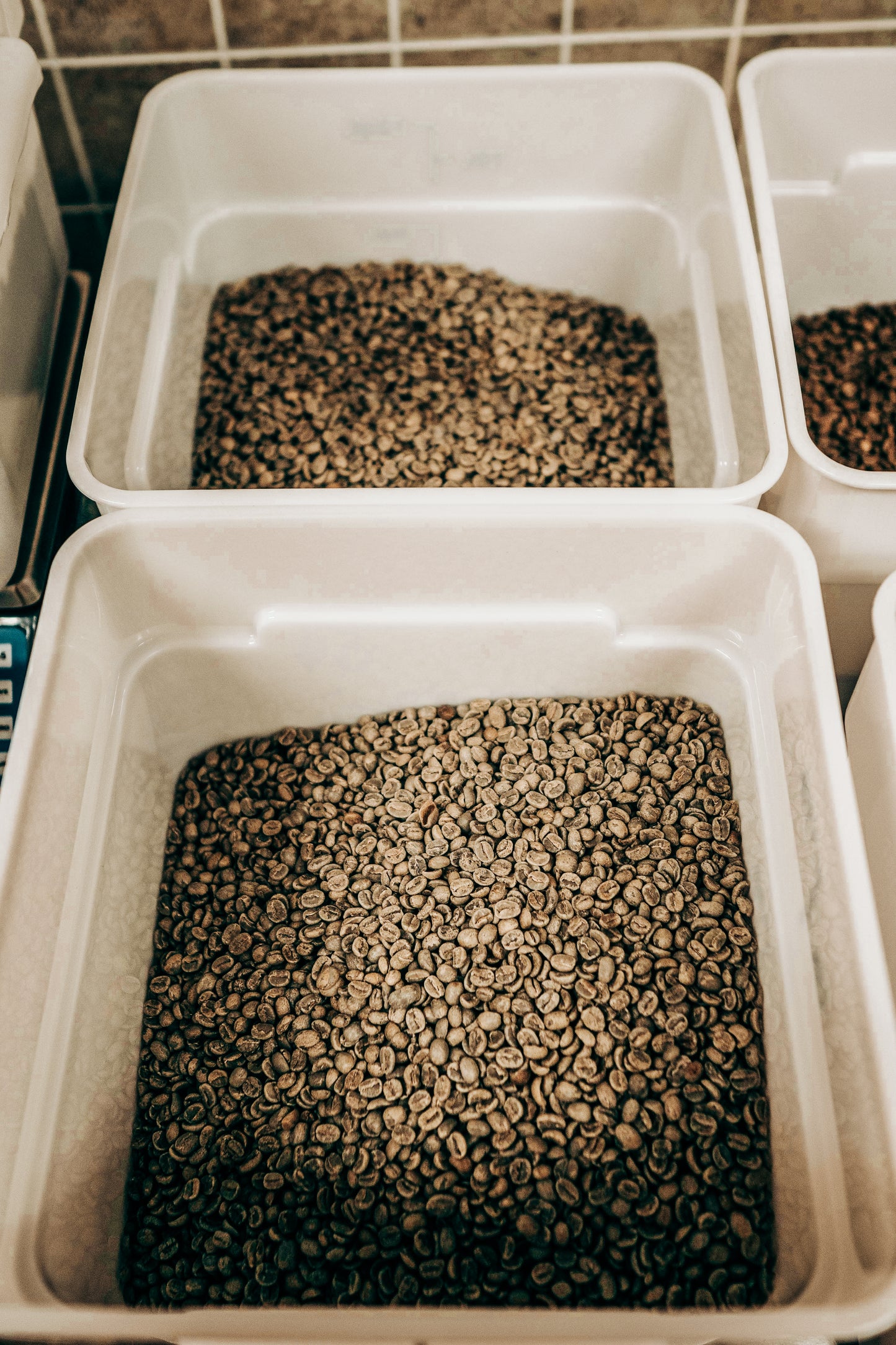 Tanomo | Green Unroasted Coffee Beans