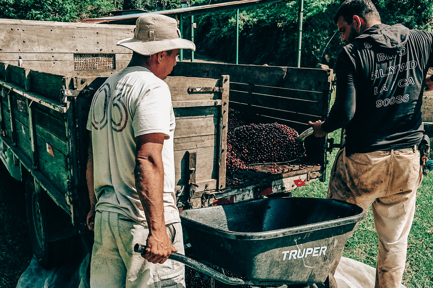 coffee_cherries_on_truck_wheelbarrow_costa_rica