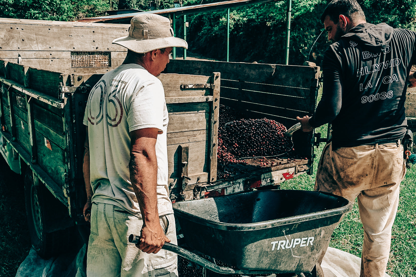 coffee_cherries_on_truck_wheelbarrow_costa_rica